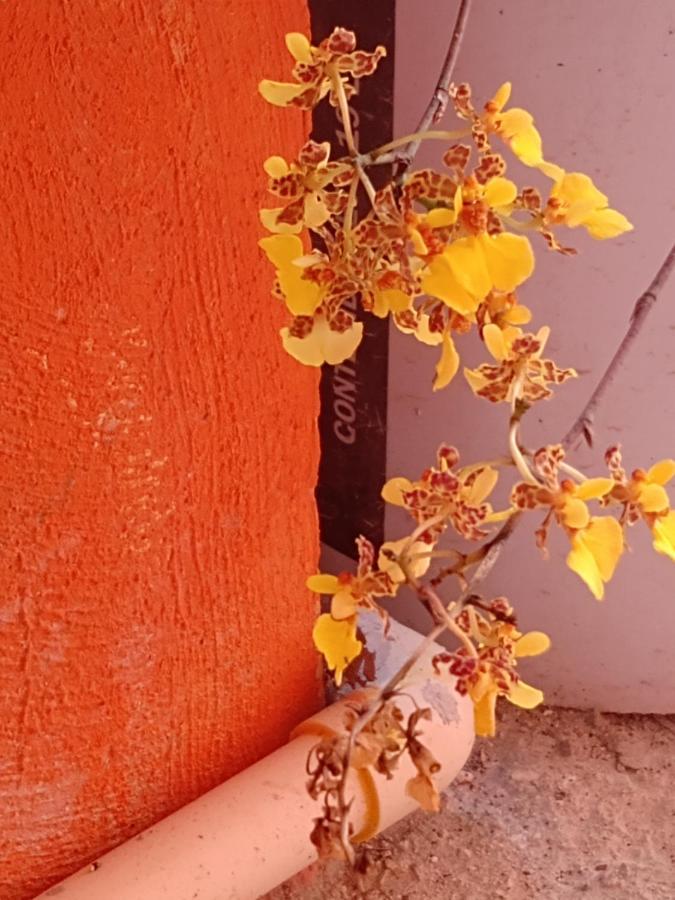 בקאלאר Hotel Casa Ariana מראה חיצוני תמונה