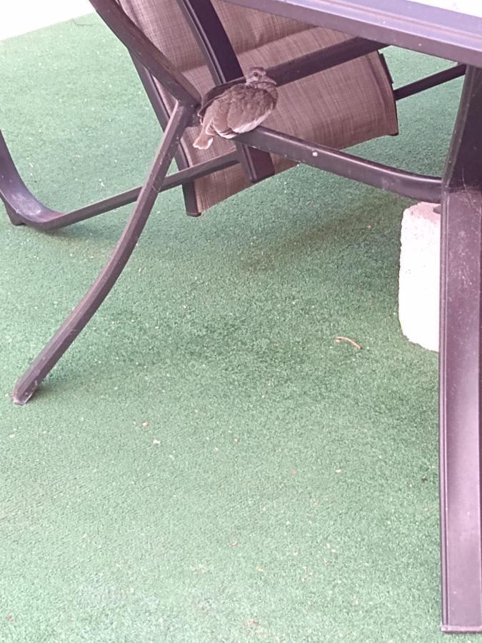 בקאלאר Hotel Casa Ariana מראה חיצוני תמונה